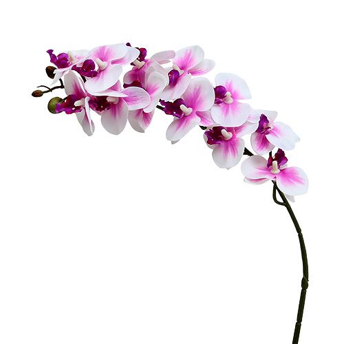 Floristik24 Ramo di orchidea bianco-rosa L58cm