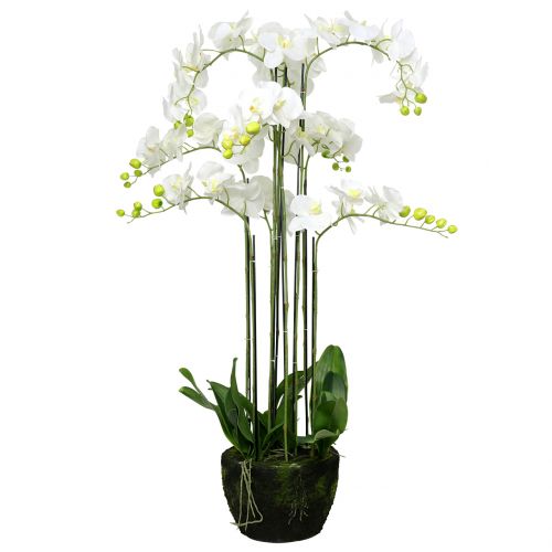Floristik24 Orchidea bianca su una palla di 118 cm