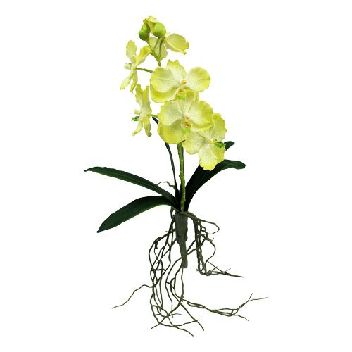 Floristik24 Orchidea con radici verde chiaro L43cm