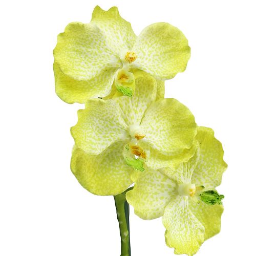 Floristik24 Orchidea con radici verde chiaro L43cm
