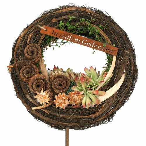 Floristik24 Leucospermum 1-3 Mescolare la panna 100 teste