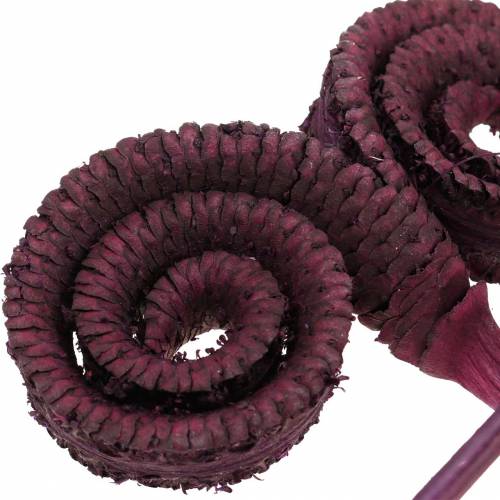 Prodotto Decorazione a secco palma maschio vino rosso 25 pz