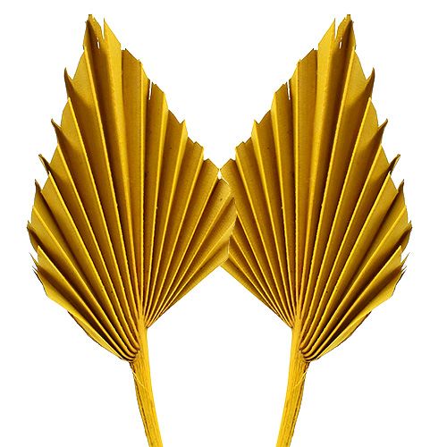 Floristik24 Palmspear Giallo 65 pz