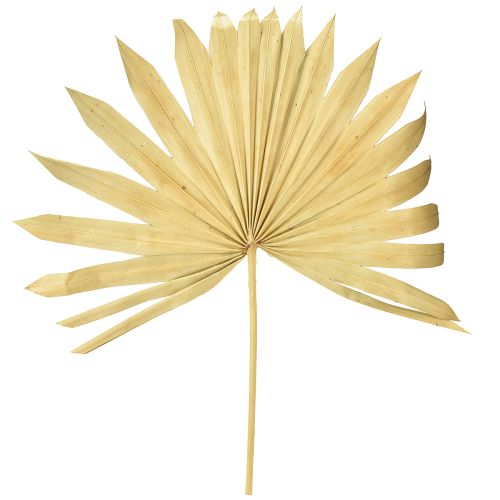 Prodotto Palmspear Sun Decorazione naturale di foglie di palma essiccate 30 pz
