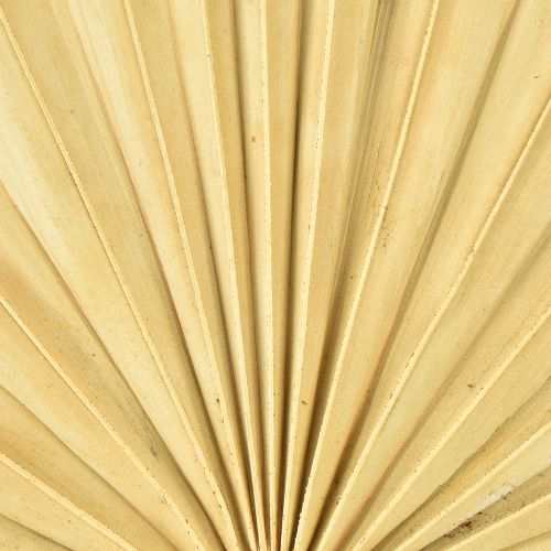 Prodotto Palmspear Sun Decorazione naturale di foglie di palma essiccate 30 pz