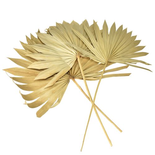 Prodotto Palmspear Sun Decorazione naturale di foglie di palma essiccate 30 pz