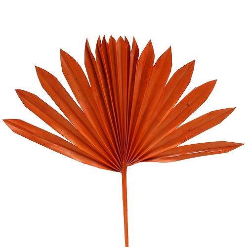 Floristik24 Palmspear Sun Arancione 30pz