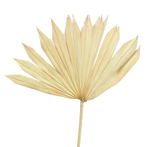 Prodotto Palmspear Sun sbiancato 30 pz
