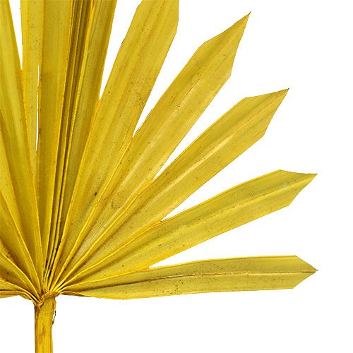 Prodotto Palmspear Sun mini Giallo 50 pezzi