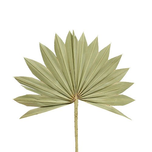 Palmspear Sun mini natura 50pz