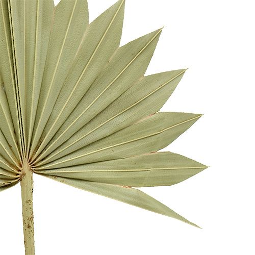 Prodotto Palmspear Sun mini natura 50 pz