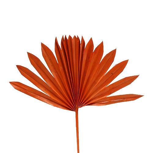 Prodotto Palmspear Sun mini Arancione 50 pz