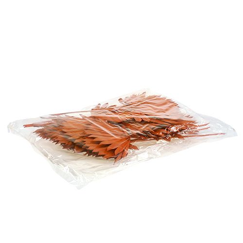 Prodotto Palmspear Sun mini Arancione 50 pz