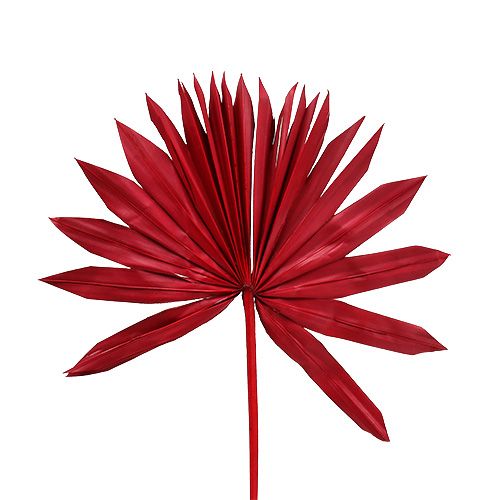 Floristik24 Palmspear Sun mini Rosso 50 pz