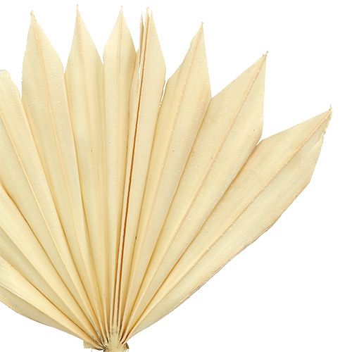 Prodotto Palmspear Sun mini sbiancato 30 pz