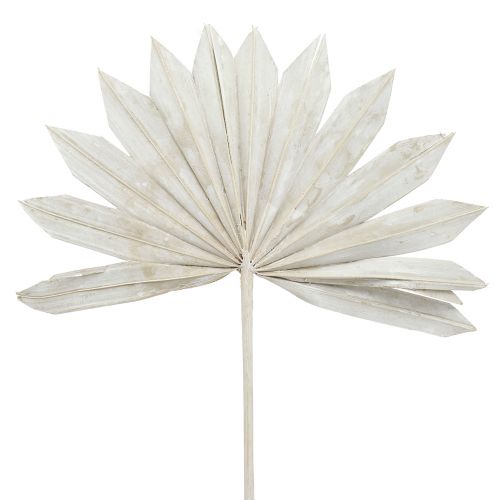 Floristik24 Palmspear Sun mini imbiancato 50 pz