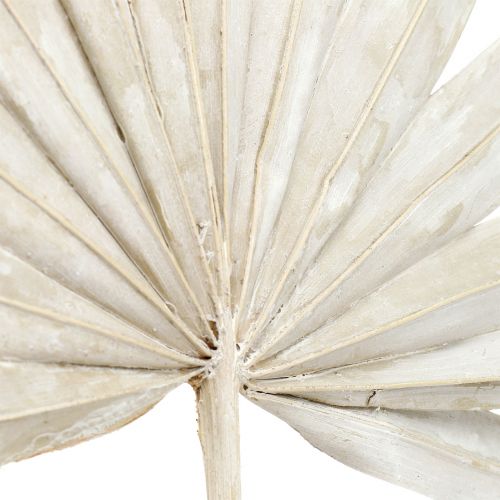 Prodotto Palmspear Sun mini imbiancato 50 pz