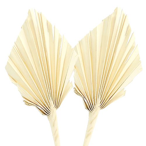 Floristik24 Palmspear sbiancato 20 pz