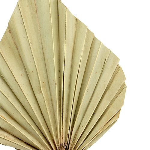 Prodotto Palmspear mini natura 100 pz