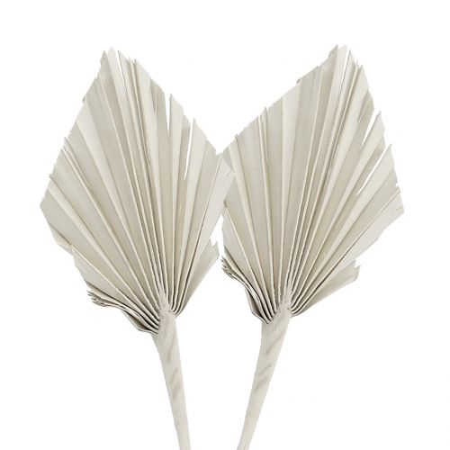 Palmspear Mini Bianco lavato 100 pz