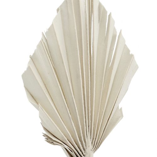 Prodotto Palmspear Mini Bianco lavato 100 pz