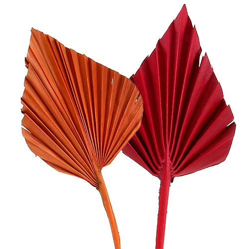 Palmspear selezionato Rosso/Arancio 50pz