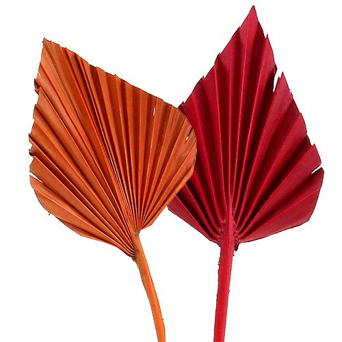 Floristik24 Lancia di palma assortita rosso/arancione 50 pz