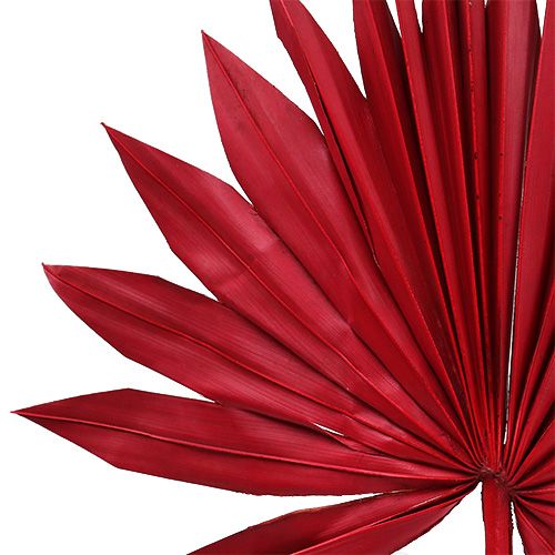 Prodotto Palmspear Sun Rosso 30 pz