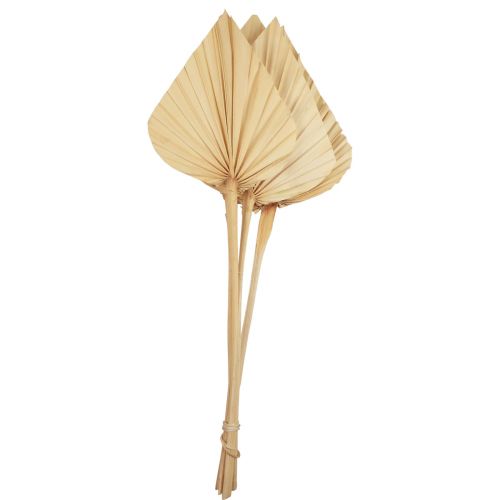 Floristik24 Foglie di palma Palmspear decoro naturale sbiancato cm 12,5×38 4 pz