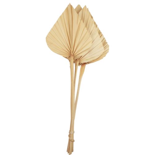 Palmspear Foglie di Palma Decorazione Naturale Sbiancate 12.5×38cm 4pz