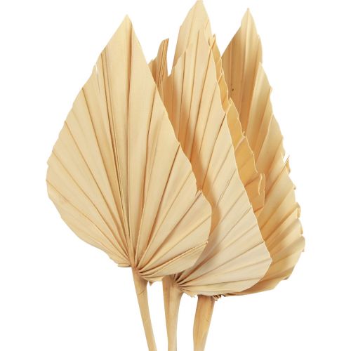 Floristik24 Foglie di palma Palmspear decoro naturale sbiancato cm 12,5×38 4 pz