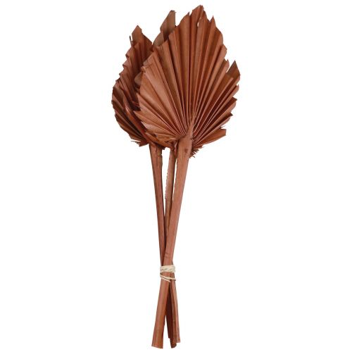 Foglie di palma Palmspear decoro naturale marrone 5-9×14cm L35cm 4 pz
