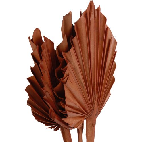 Prodotto Foglie di palma Palmspear decoro naturale marrone 5-9×14cm L35cm 4 pz
