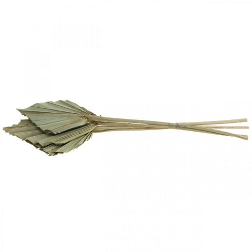Prodotto Mini lancia di palma, floristica secca, decorazione dell&#39;Avvento, giorni della memoria naturale L33–34cm L7–9cm 4 pezzi