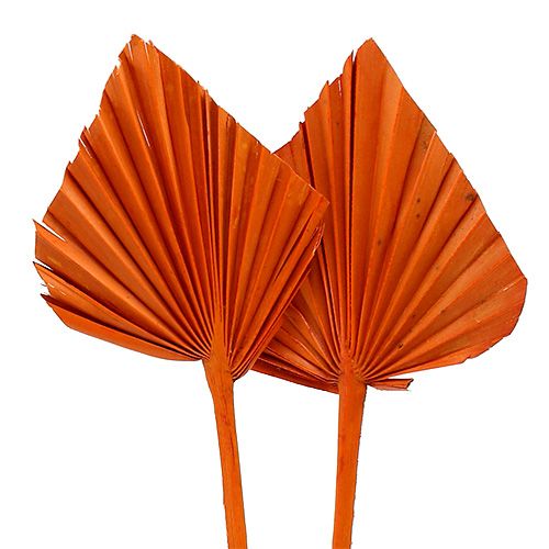 Floristik24 Arancio Palmspear 65 pz