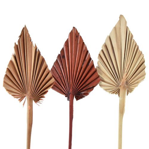Floristik24 Palmspear assortito Marocco 30 pz