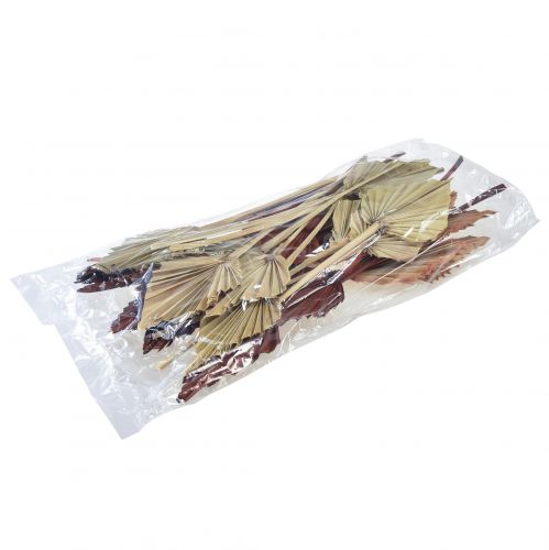 Floristik24 Palmspear assortito Marocco 30 pz