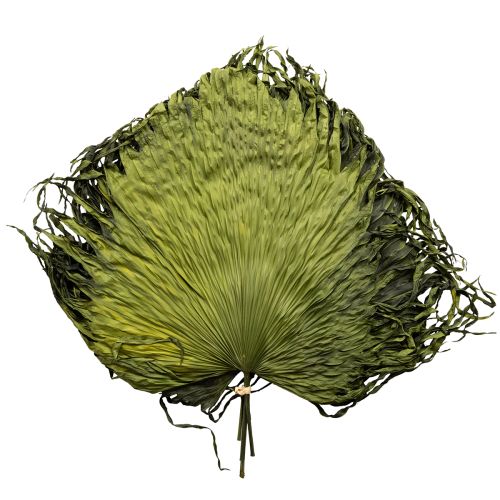 Floristik24 Decorazione di foglie secche di palma Saribus verde 45cm 5 pezzi