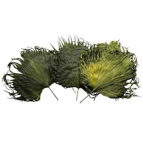 Floristik24 Decorazione di foglie secche di palma Saribus verde 45cm 5 pezzi
