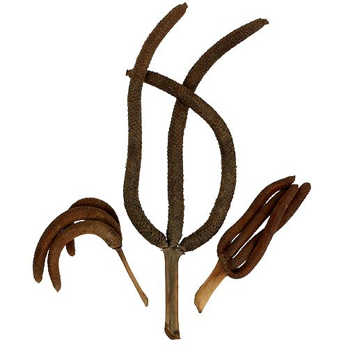Floristik24 Coni di palma decorazione naturale 3 volte 10 pz
