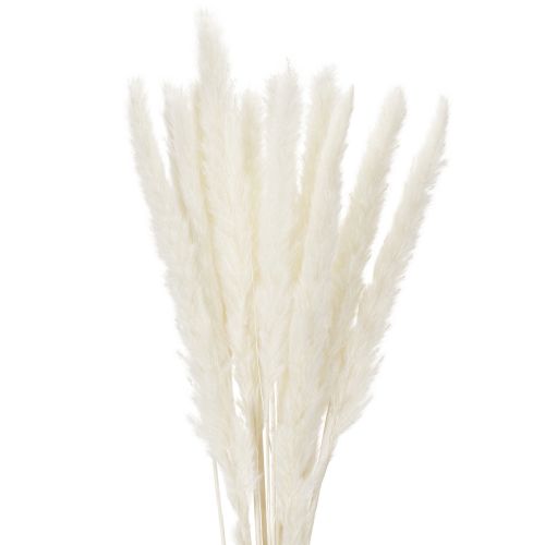 Fiori secchi di erba della pampa sbiancati, 70 cm, 15 pezzi acquistare | Floristik24.it