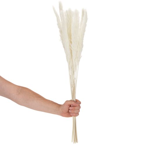 Fiori secchi di erba della pampa sbiancati, 70 cm, 15 pezzi | Floristik24.it