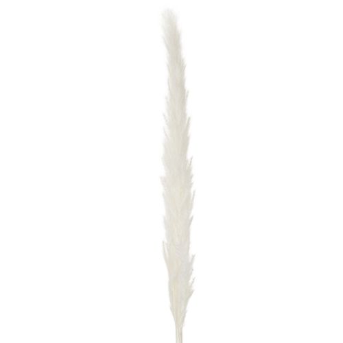 Fiori secchi di erba della pampa sbiancati, 70 cm, 15 pezzi | Floristik24.it