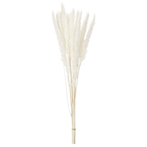 Fiori secchi di erba della pampa sbiancati, 70 cm, 15 pezzi | Floristik24.it