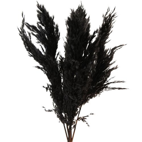 Prodotto Erba di pampa nera 65-75 cm erba secca decorazione naturale 6 pezzi