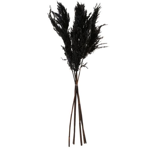 Prodotto Erba di pampa nera 65-75 cm erba secca decorazione naturale 6 pezzi