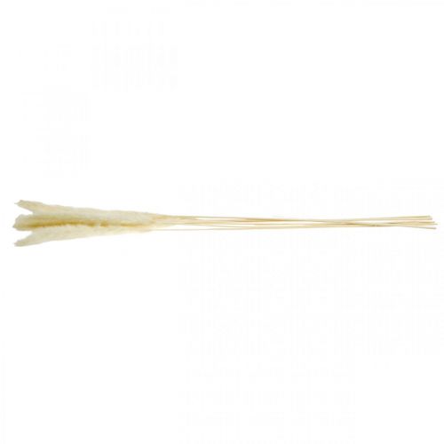 Floristik24 Crema di erba di pampa secca per bouquet secco 65-75 cm 6 pz