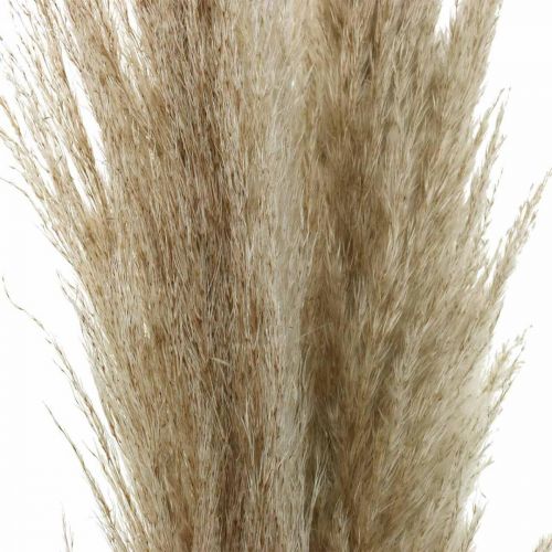 Floristik24 Bouquet secco decorativo di erba secca naturale di erba di pampa 1 m 3 pz