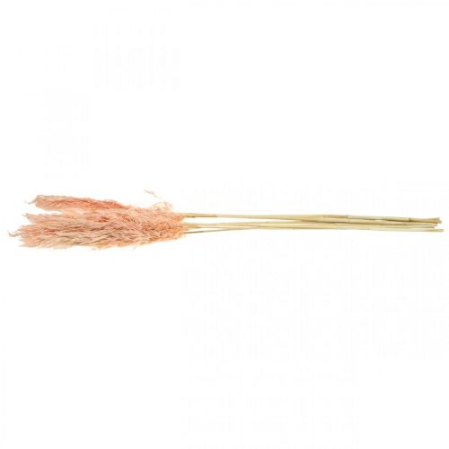 Prodotto Erba di pampa essiccata rosa fiori secchi decorazione naturale 65-75 cm 6 pz