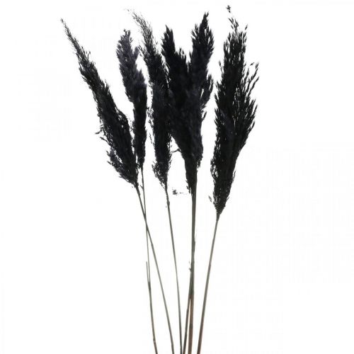 Floristik24 Erba di pampa nera 65-75 cm erba secca decorazione naturale 6 pezzi
